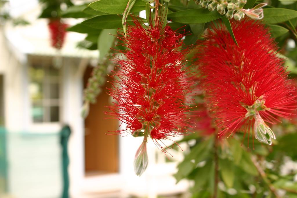 Bluff Hill Bed & Breakfast Napier Esterno foto